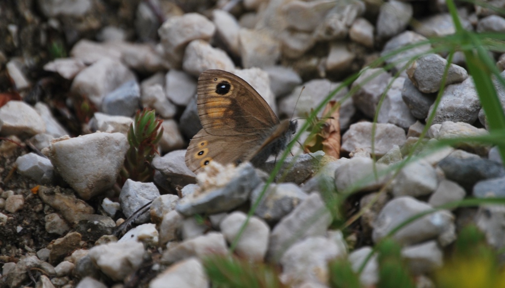 Lasiommata petropolitana?